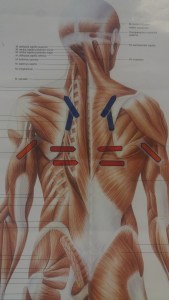 Schulter-Nackenverspannung Am Glockenbach