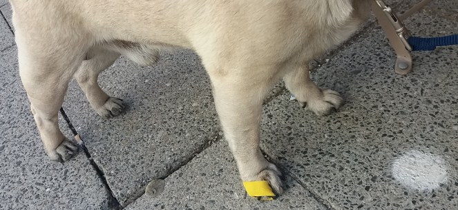 Schmerzverringerung zischen den Zehen